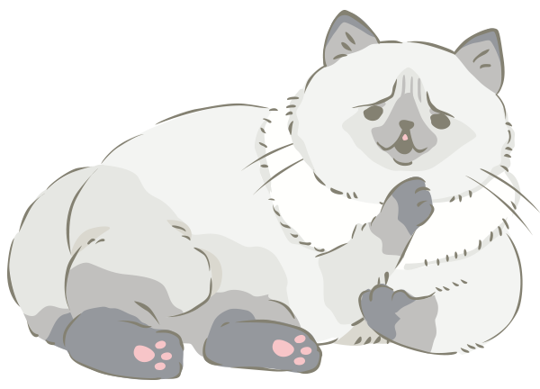 コゼニ